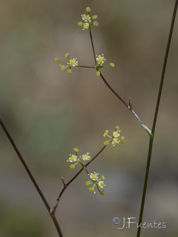 Pimpinella procumbens.19