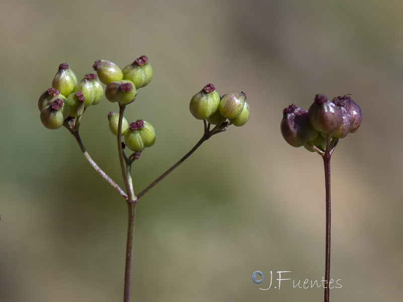 Pimpinella procumbens.20