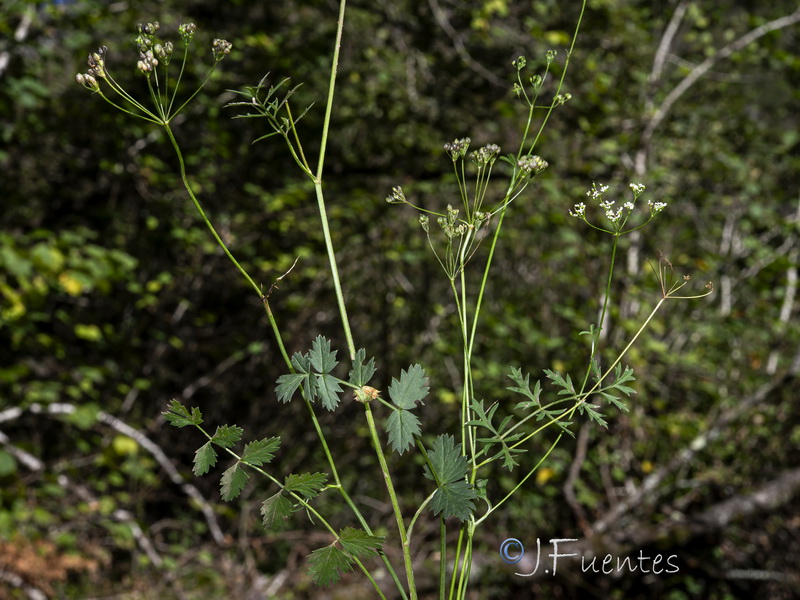 Pimpinella saxifraga.06