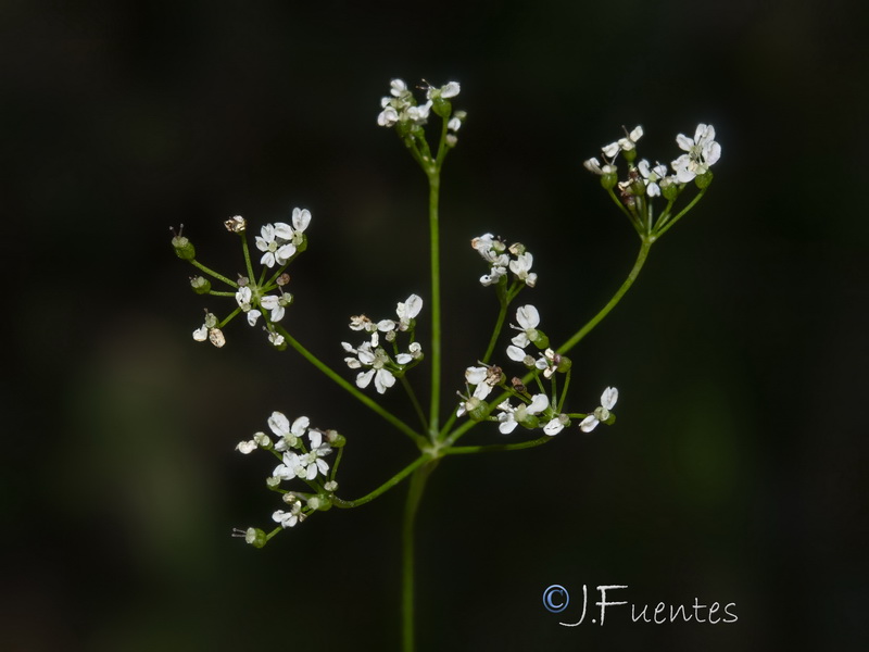Pimpinella saxifraga.07