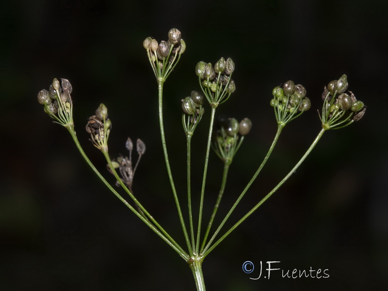 Pimpinella saxifraga.08