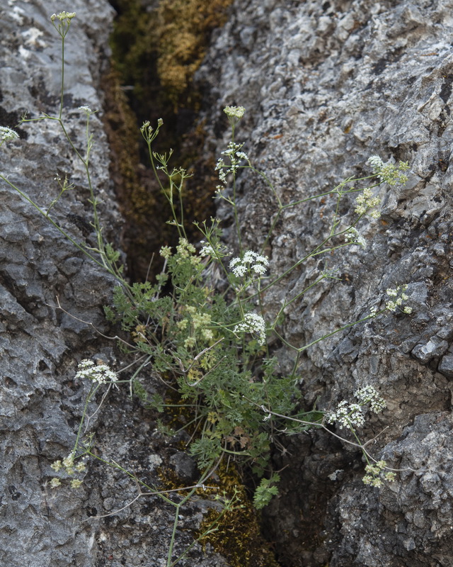 Pimpinella tragium lithophilla.01
