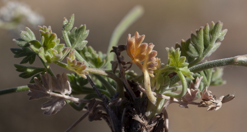 Pimpinella tragium lithophilla.03