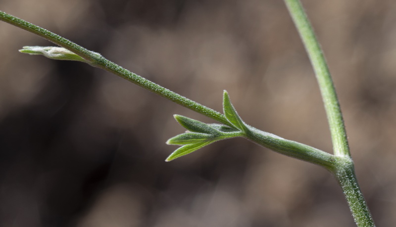 Pimpinella tragium lithophilla.04
