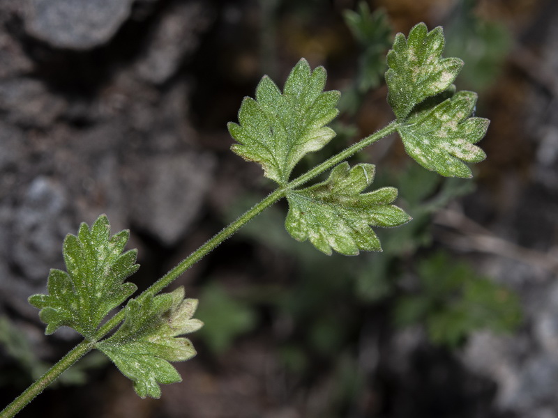 Pimpinella tragium lithophilla.05