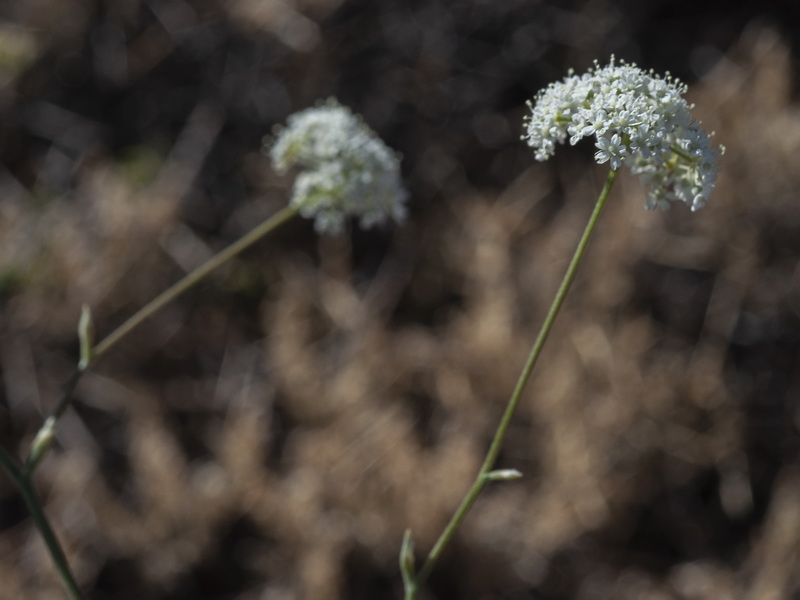 Pimpinella tragium lithophilla.07