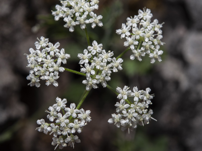 Pimpinella tragium lithophilla.08