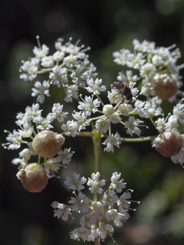 Pimpinella tragium lithophilla.09