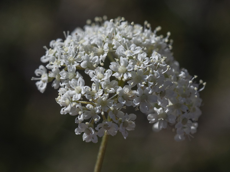 Pimpinella tragium lithophilla.10