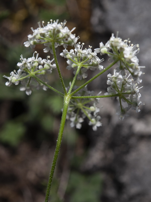 Pimpinella tragium lithophilla.11