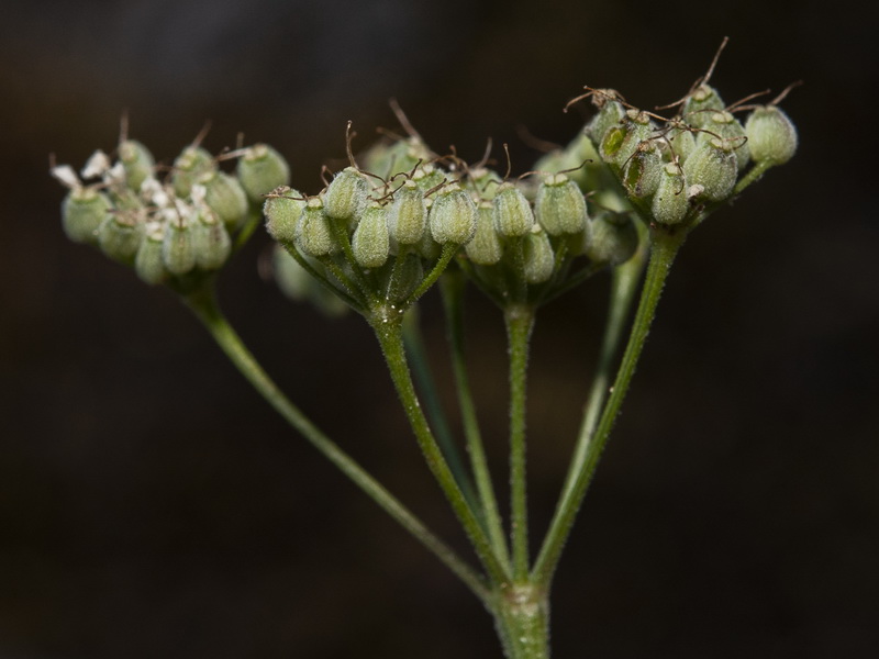 Pimpinella tragium lithophilla.12
