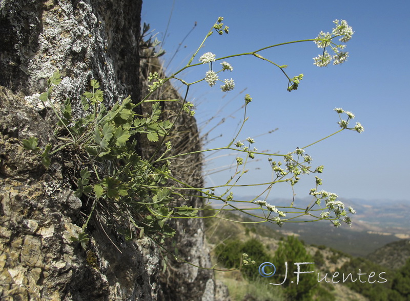 Pimpinella tragium lithophilla.14