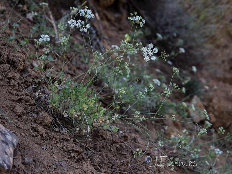 Pimpinella tragium lithophilla.19