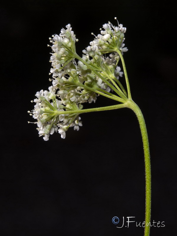 Pimpinella tragium lithophilla.21