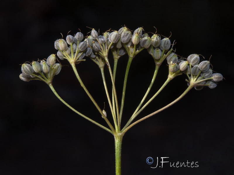 Pimpinella tragium lithophilla.22