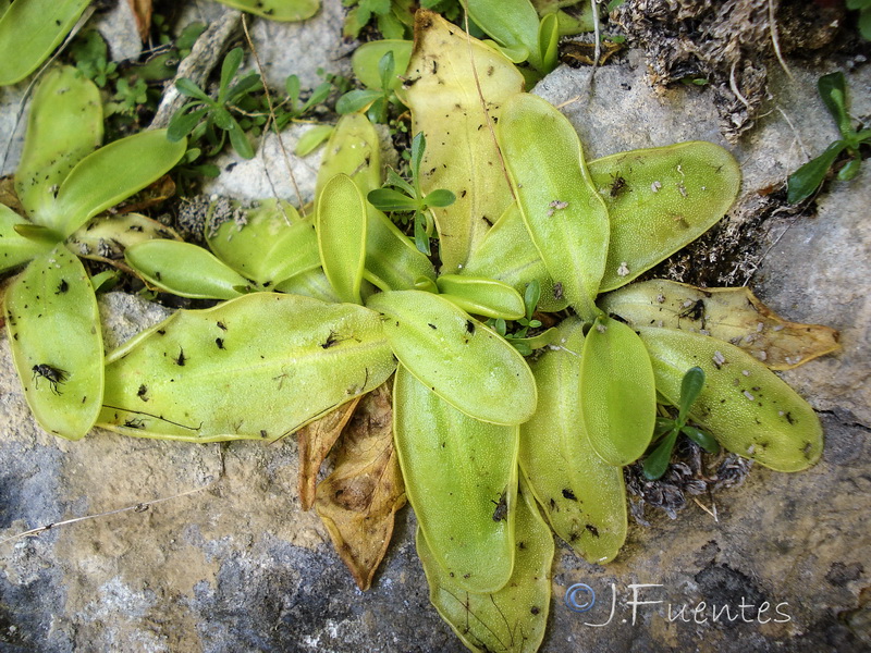 Pinguicula dertosensis.05