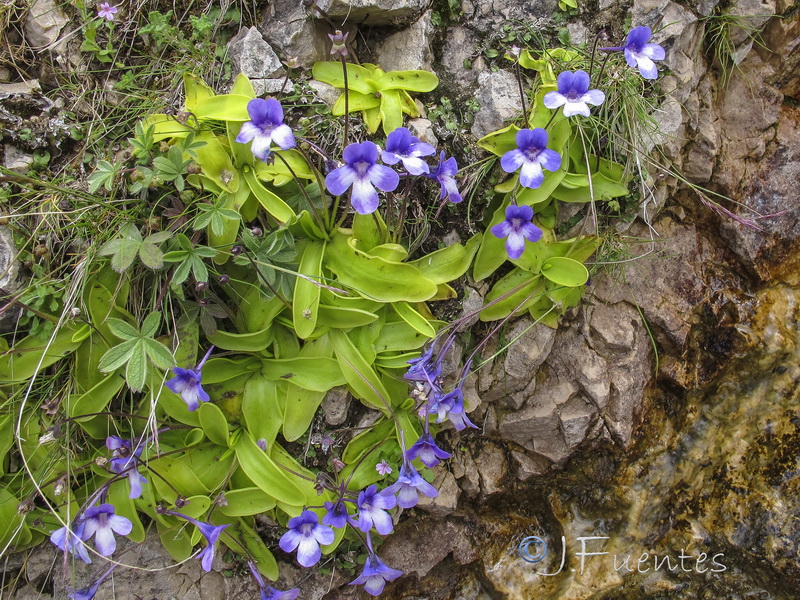 Pinguicula dertosensis.06