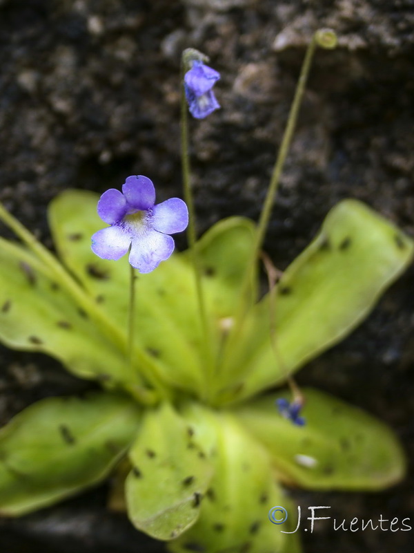 Pinguicula dertosensis.10