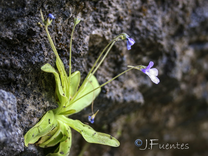 Pinguicula dertosensis.11