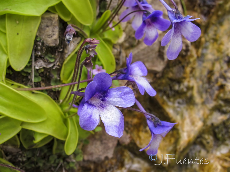 Pinguicula dertosensis.18