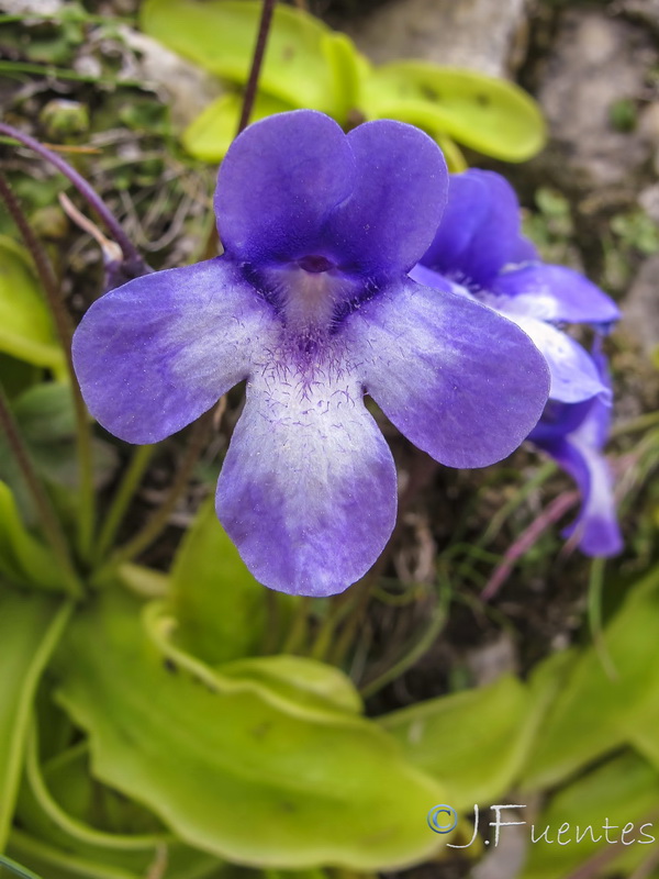 Pinguicula dertosensis.19