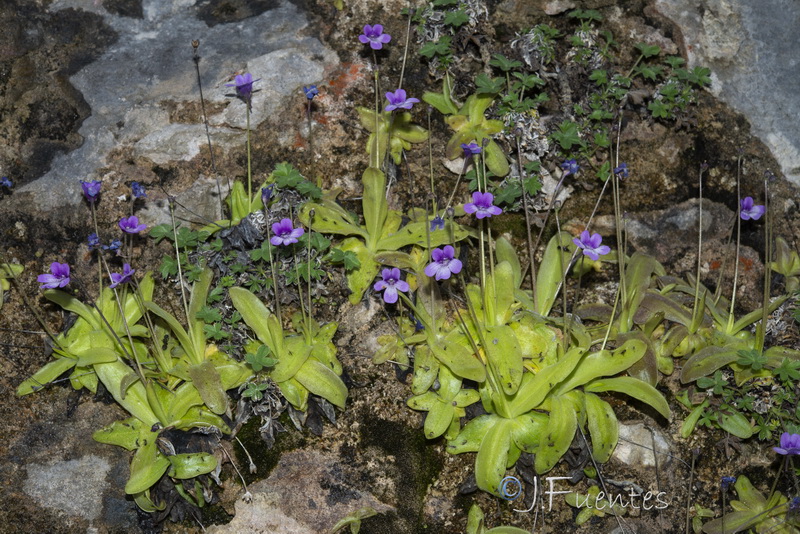 Pinguicula dertosensis.24