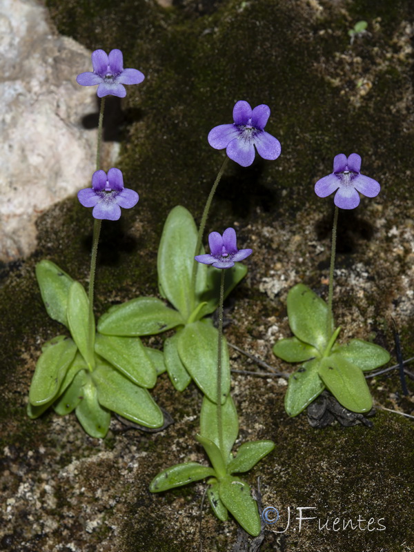 Pinguicula dertosensis.27