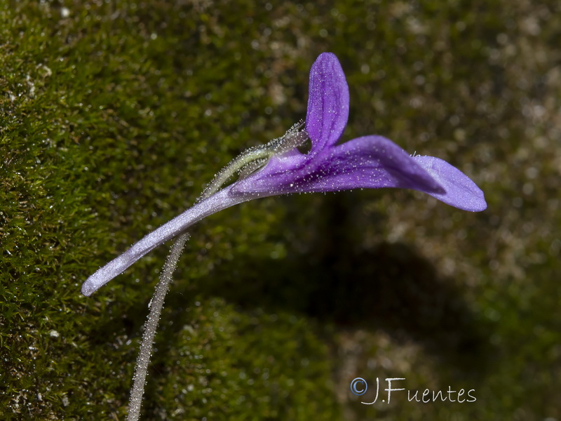 Pinguicula dertosensis.23