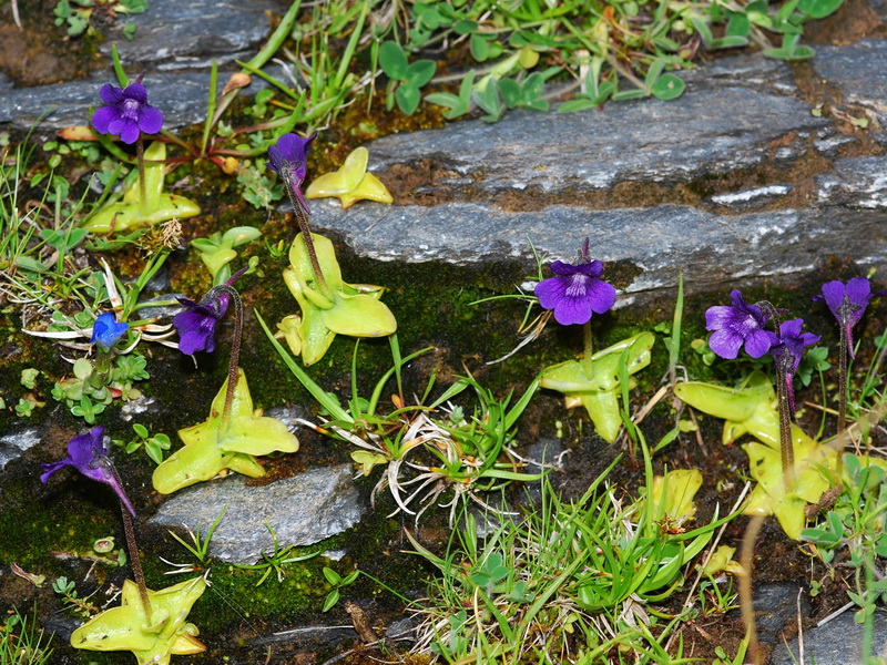 Pinguicula grandiflora grandiflora.01