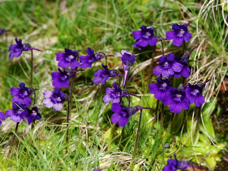 Pinguicula grandiflora grandiflora.02