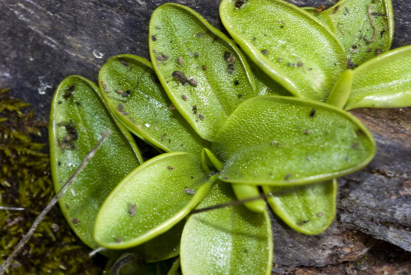 Pinguicula grandiflora grandiflora.03