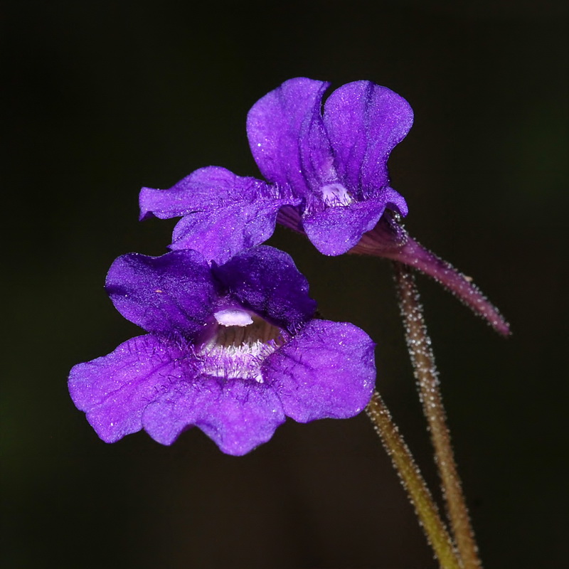 Pinguicula grandiflora grandiflora.04