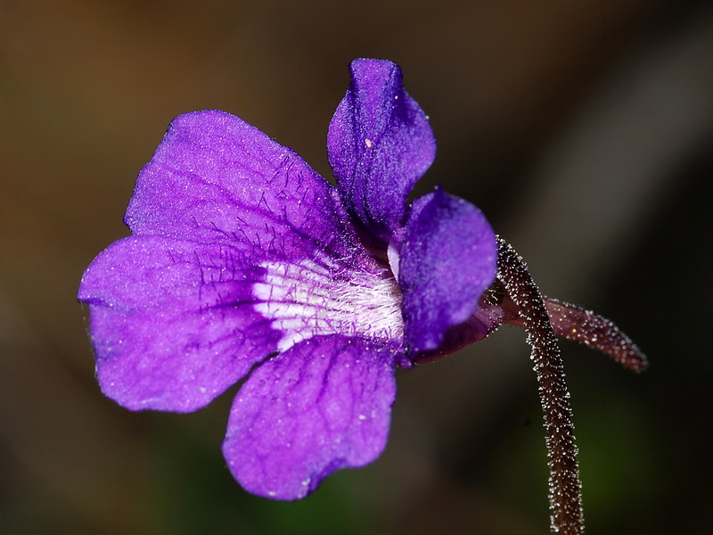 Pinguicula grandiflora grandiflora.07