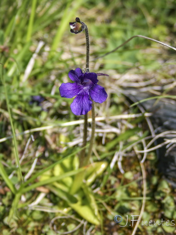 Pinguicula grandiflora grandiflora.12