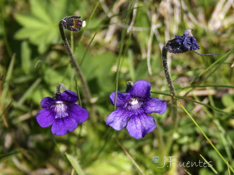 Pinguicula grandiflora grandiflora.14