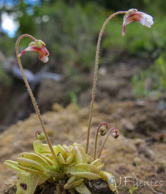 Pinguicula lusitanica.01