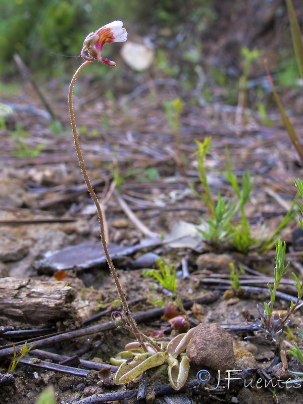 Pinguicula lusitanica.02