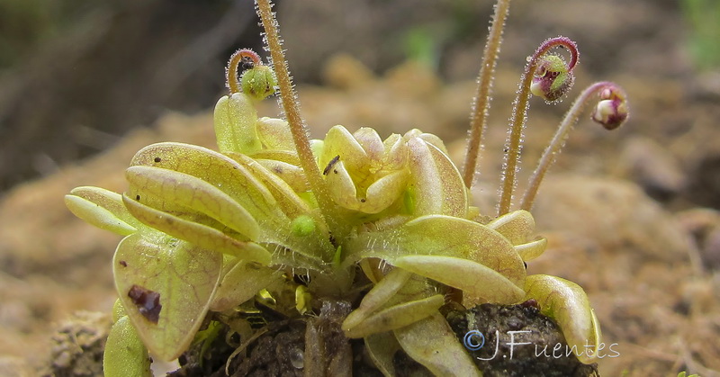 Pinguicula lusitanica.04