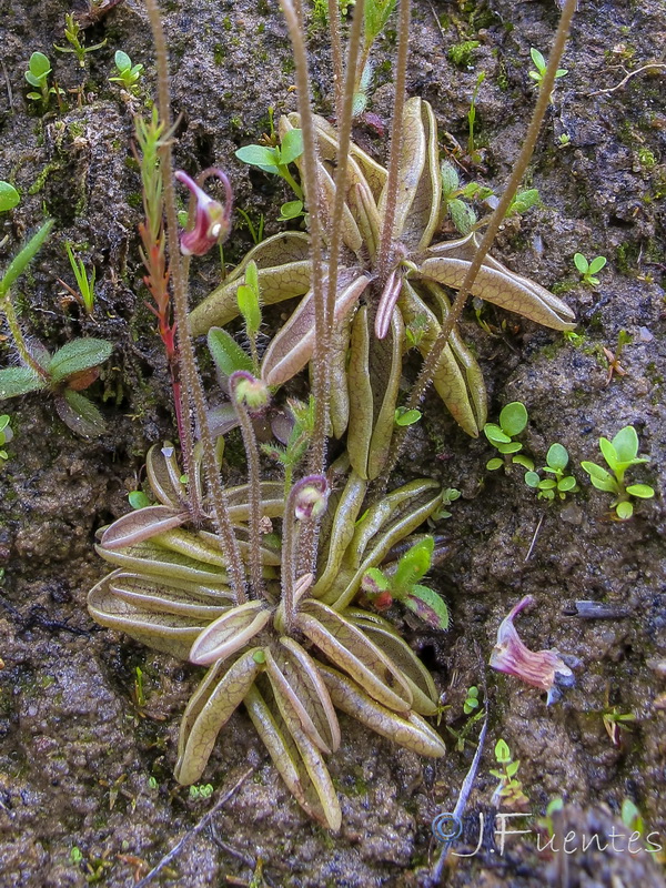 Pinguicula lusitanica.05