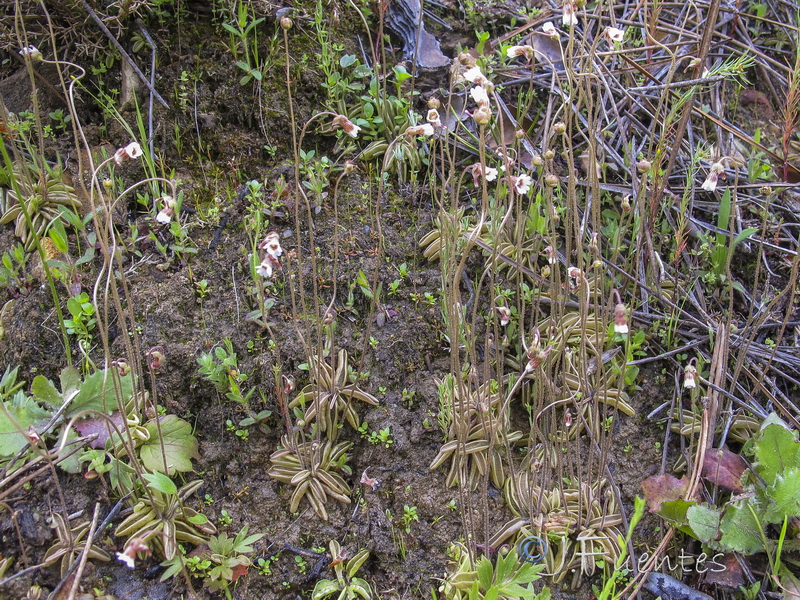 Pinguicula lusitanica.06