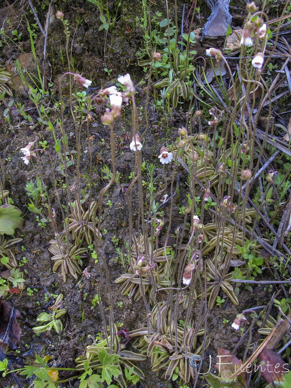 Pinguicula lusitanica.07