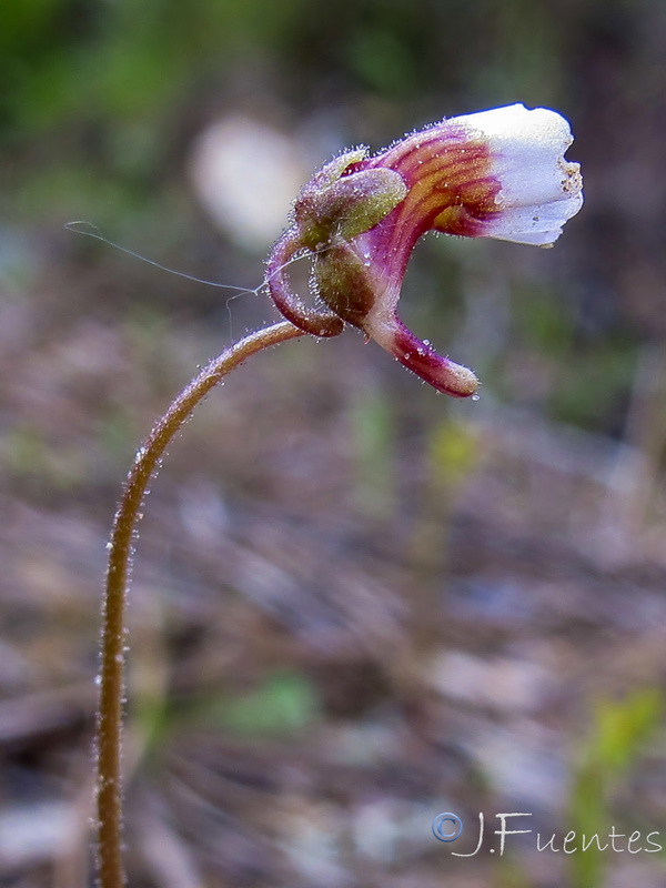 Pinguicula lusitanica.10