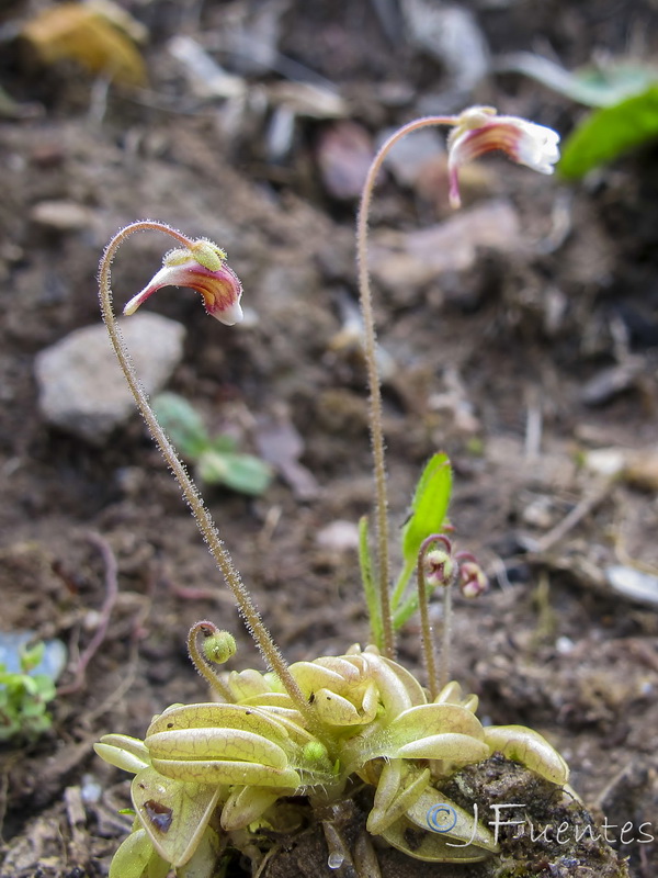 Pinguicula lusitanica.11