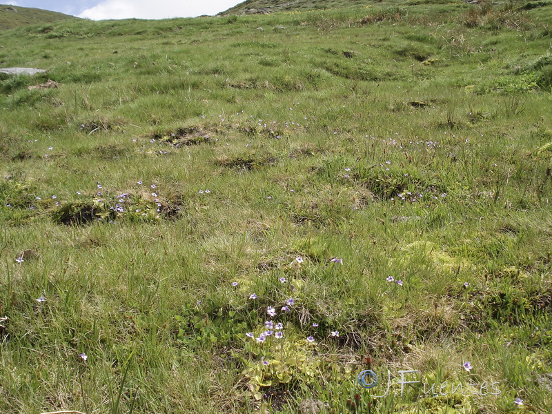 Pinguicula nevadensis.01