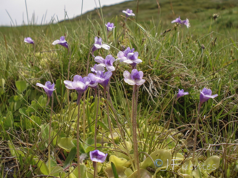 Pinguicula nevadensis.04