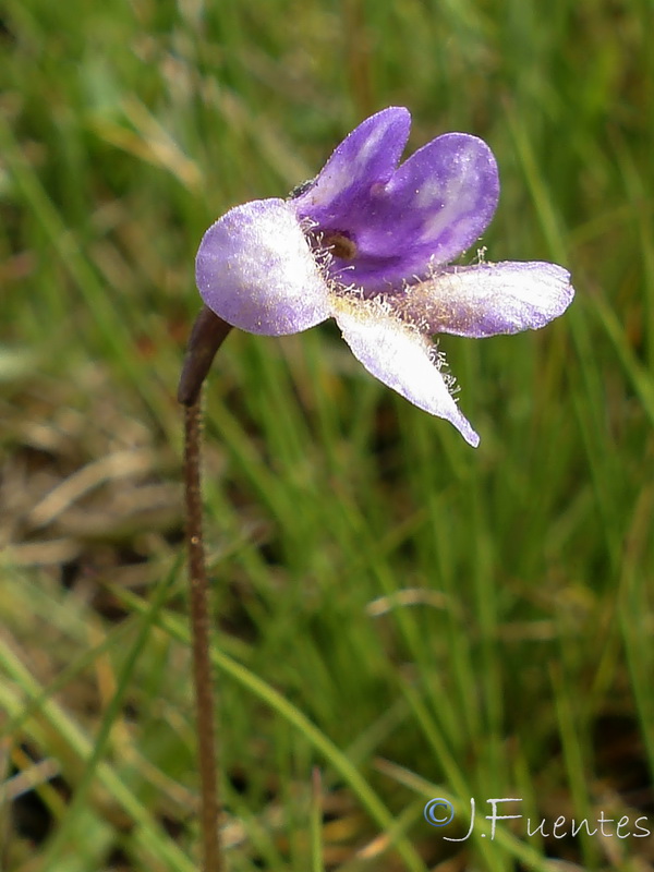 Pinguicula nevadensis.06