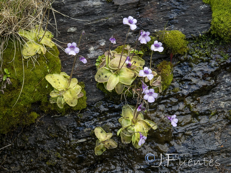 Pinguicula nevadensis.02