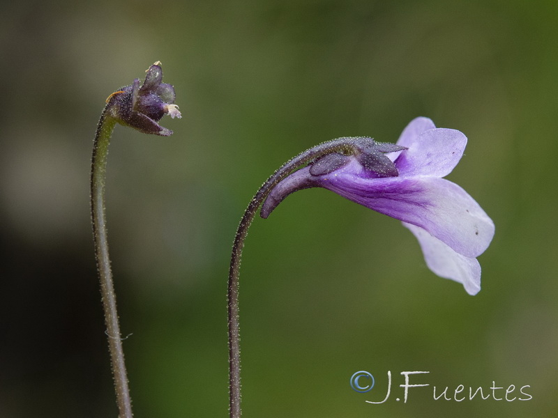 Pinguicula nevadensis.09