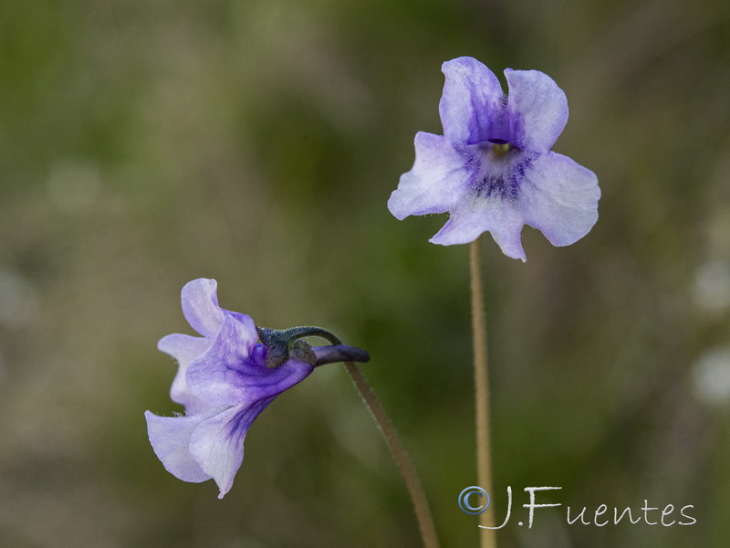 Pinguicula nevadensis.10