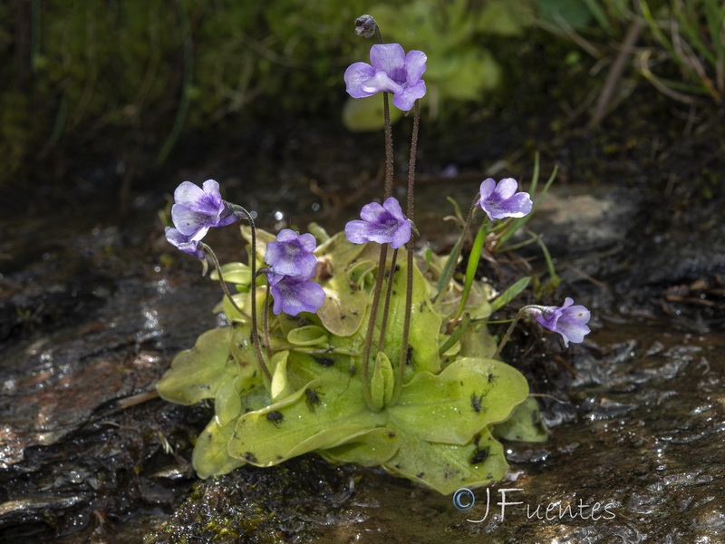 Pinguicula nevadensis.12